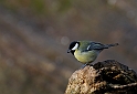 Great tit - C